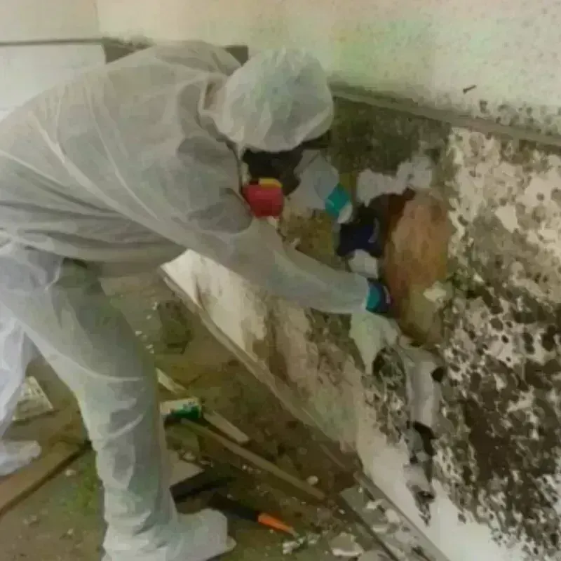 Mold Remediation and Removal in Booneville, KY